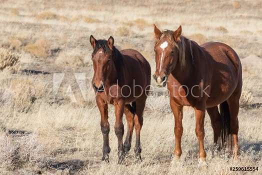 Image de Wild horse Mare and Foal